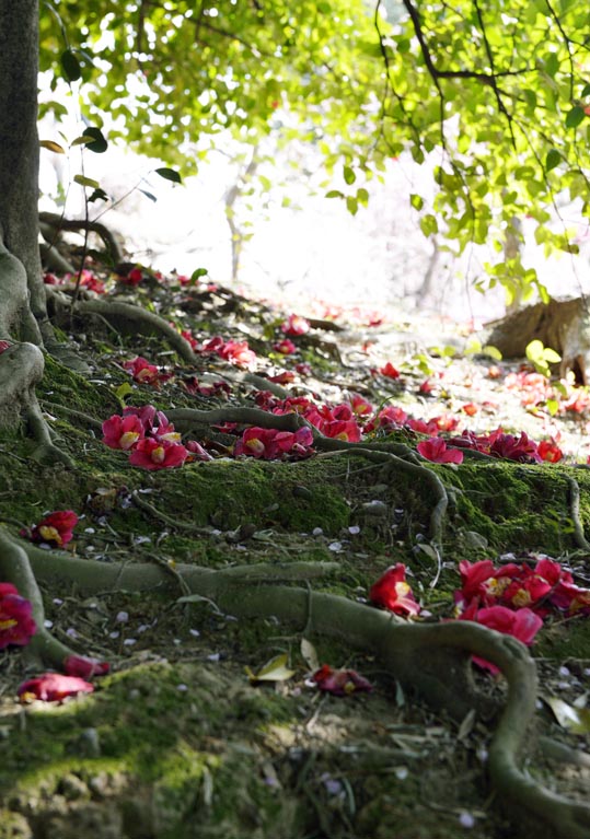 2014jyounanguusidareume173