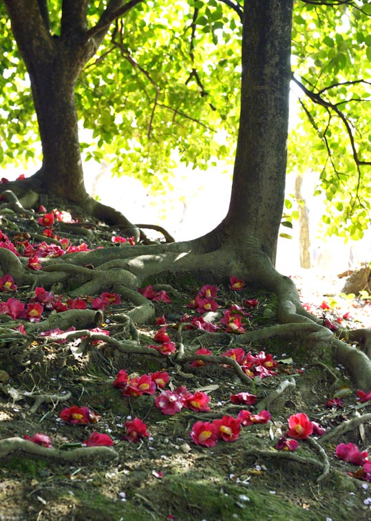 2014jyounanguusidareume174