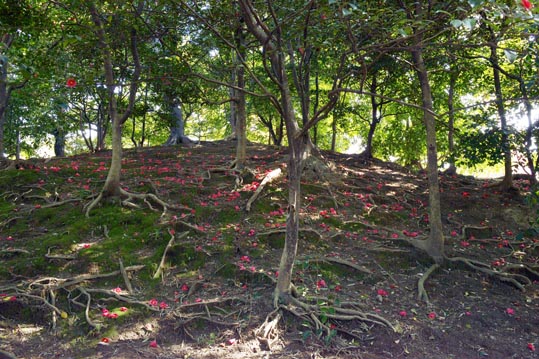 2014jyounanguusidareume177