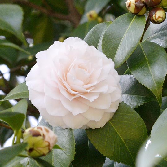 2014jyounanguusidareume185