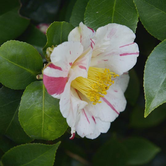 2014jyounanguusidareume189