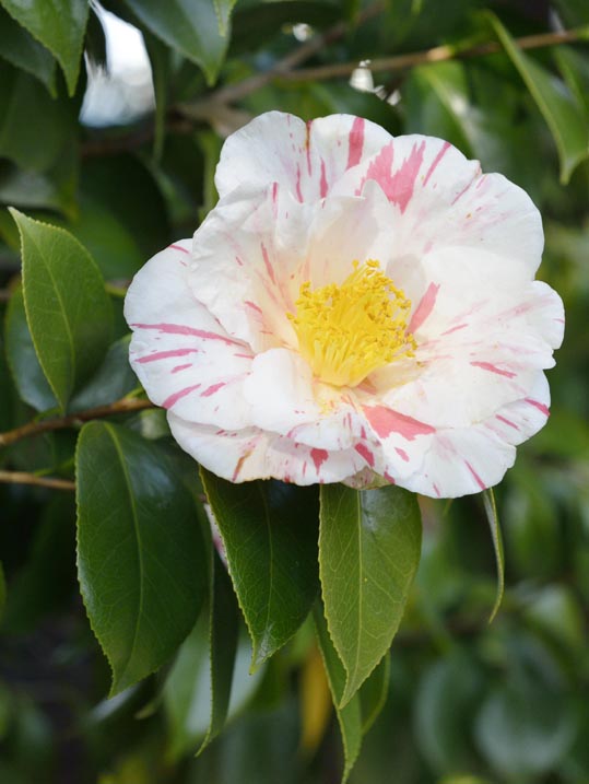 2014jyounanguusidareume190