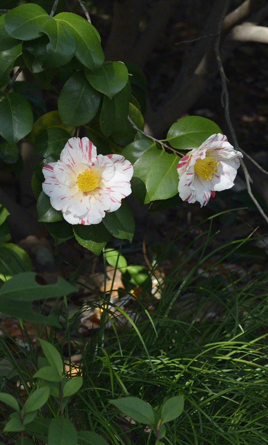 2014jyounanguusidareume193