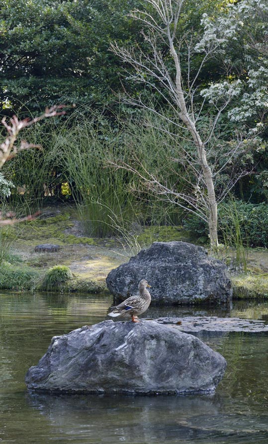 2014jyounanguusidareume204