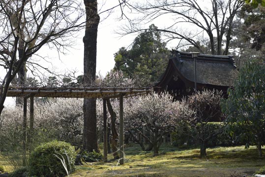 2014jyounanguusidareume206