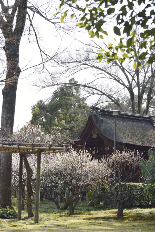 2014jyounanguusidareume209