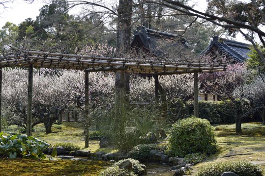 2014jyounanguusidareume210