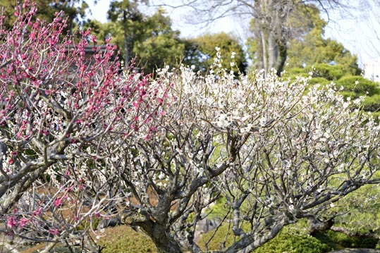 2014jyounanguusidareume213