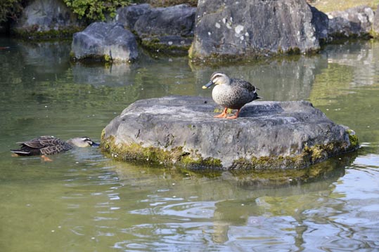 2014jyounanguusidareume214