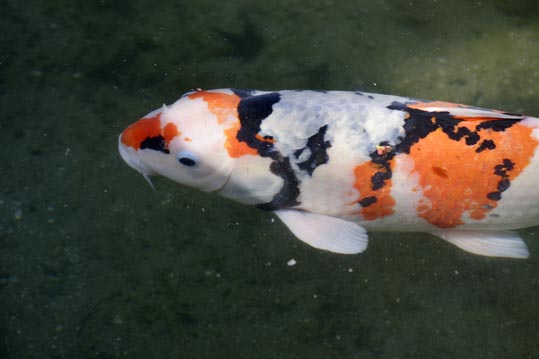 2014jyounanguusidareume215