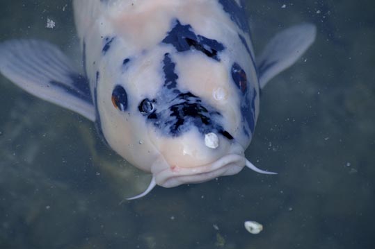 2014jyounanguusidareume219