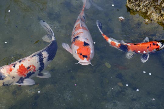 2014jyounanguusidareume220