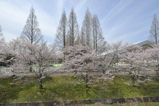 2014kooriyamajyou002