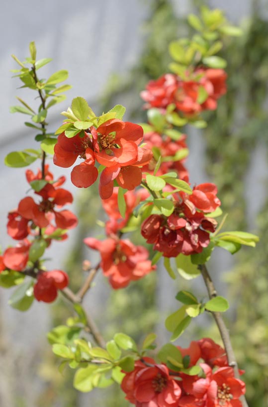 2014kooriyamajyou007