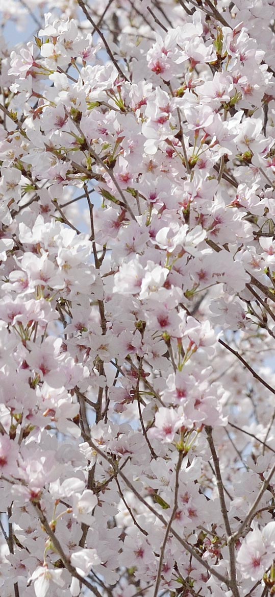 2014kooriyamajyou021