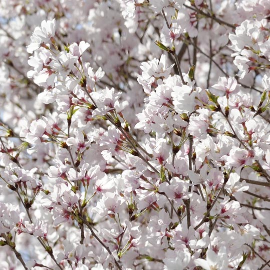 2014kooriyamajyou022