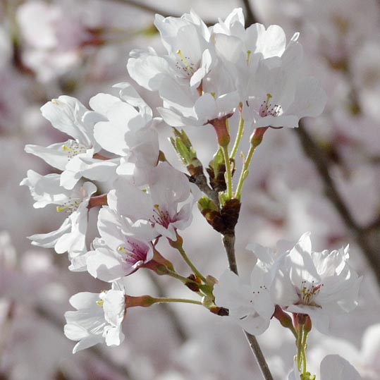 2014kooriyamajyou023