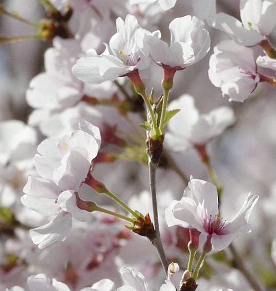 2014kooriyamajyou024