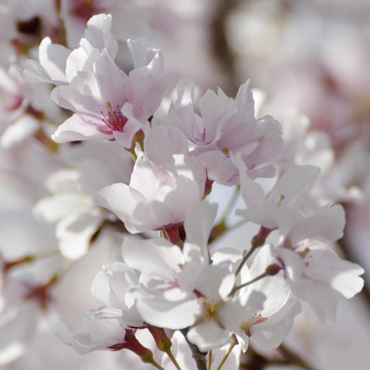 2014kooriyamajyou025