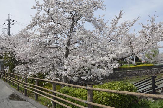 2014kooriyamajyou027