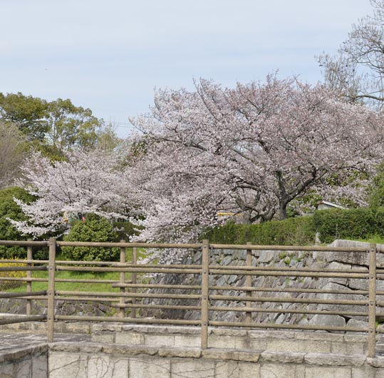 2014kooriyamajyou033