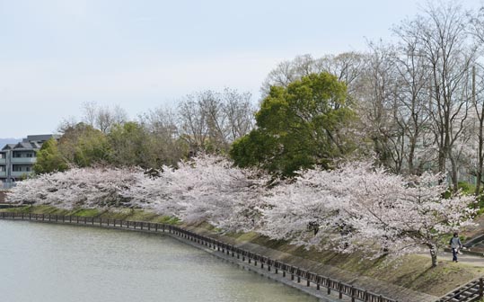 2014kooriyamajyou036