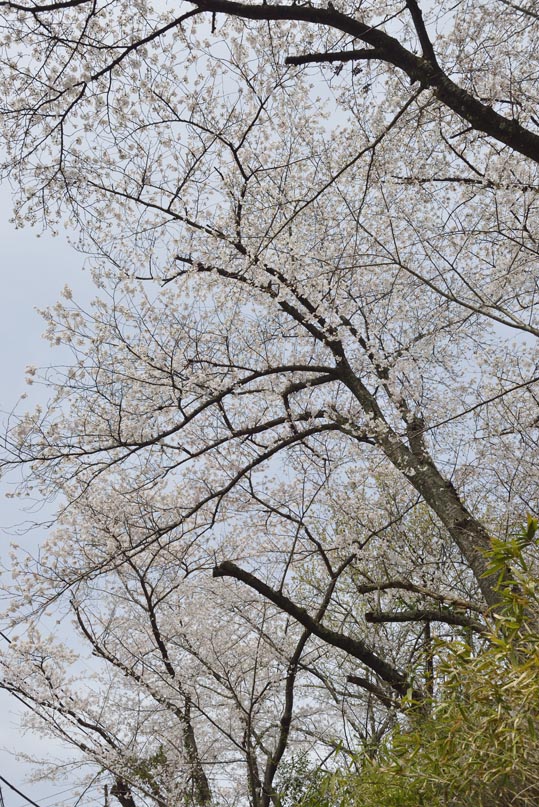 2014kooriyamajyou038