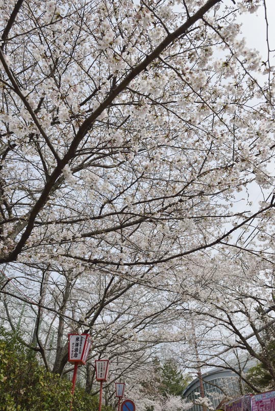 2014kooriyamajyou040