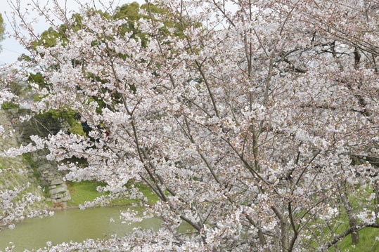 2014kooriyamajyou044