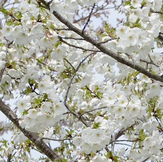 2014kooriyamajyou049