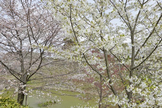 2014kooriyamajyou050