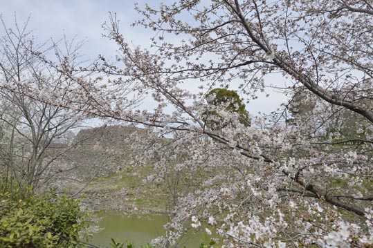 2014kooriyamajyou051