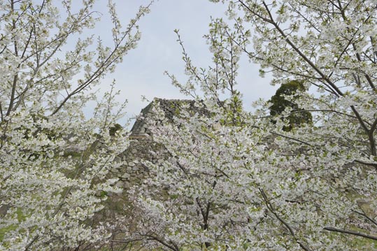 2014kooriyamajyou057