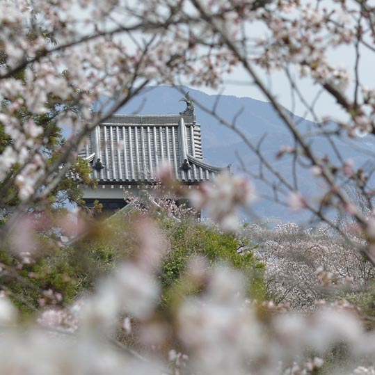 2014kooriyamajyou062