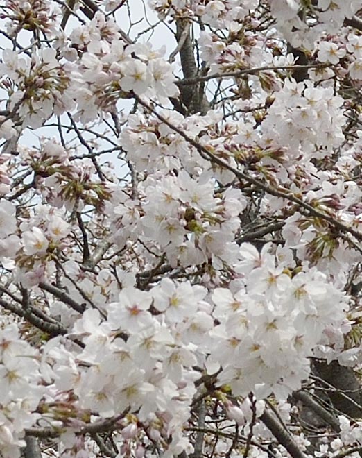 2014kooriyamajyou064