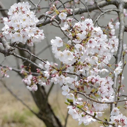 2014kooriyamajyou068