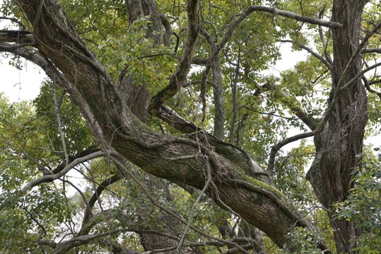 2014kooriyamajyou070