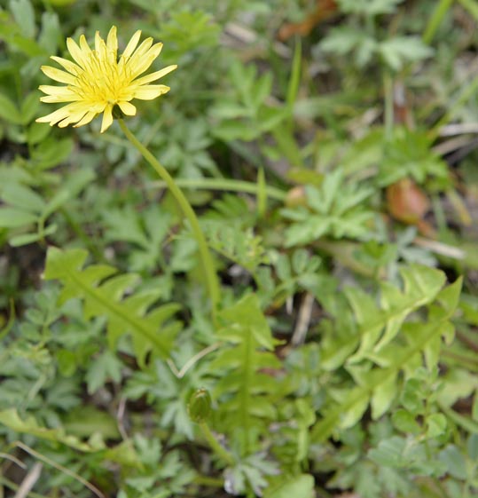 2014kooriyamajyou071