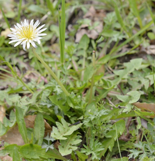 2014kooriyamajyou072