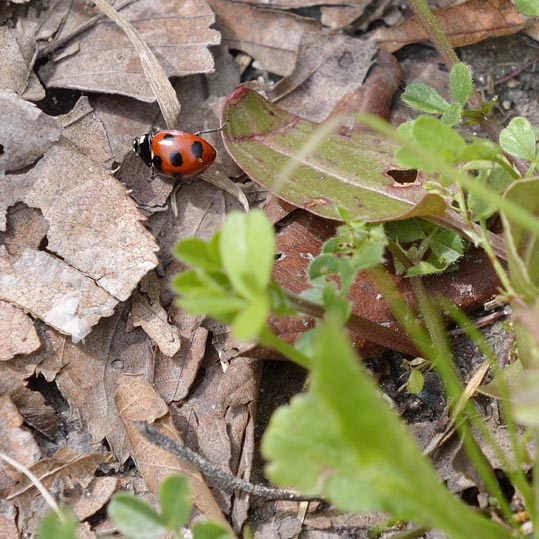 2014kooriyamajyou073