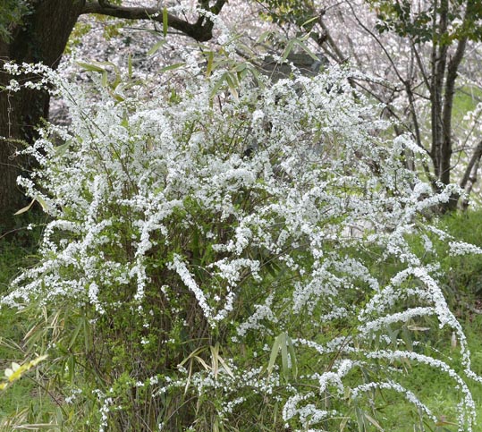 2014kooriyamajyou075