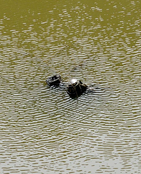 2014kooriyamajyou076