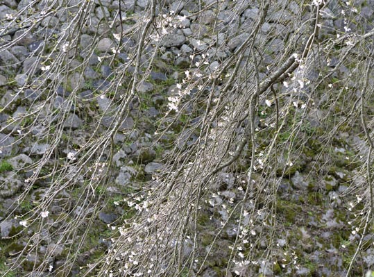 2014kooriyamajyou094