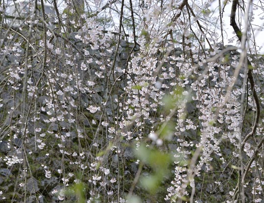 2014kooriyamajyou095