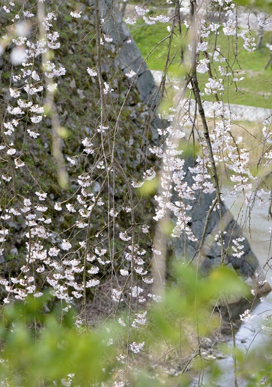 2014kooriyamajyou096