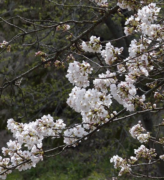 2014kooriyamajyou097