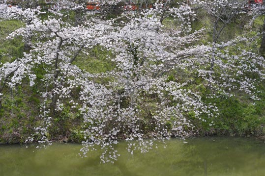 2014kooriyamajyou109