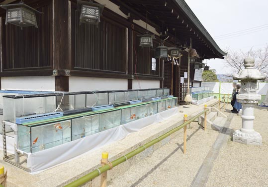 2014kooriyamajyou133