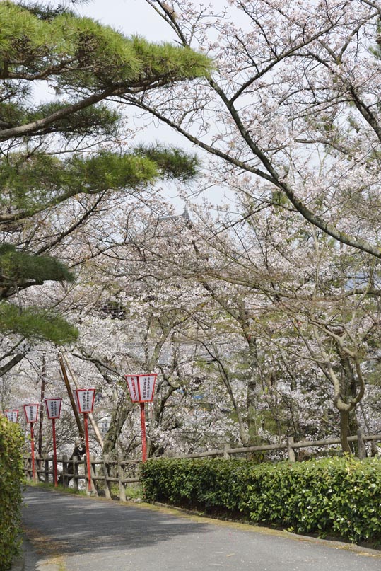 2014kooriyamajyou137