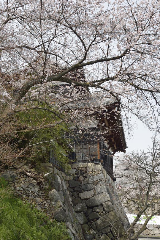 2014kooriyamajyou141